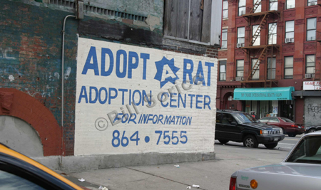 adopt-a-rat