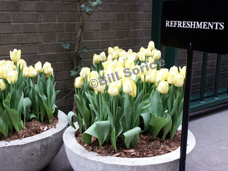 refreshment-flowers