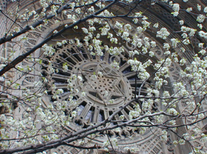 star flowers