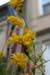 Flowers 2