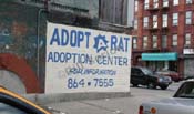 adopt-a-rat