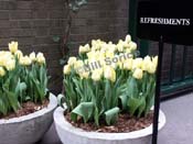refreshment-flowers