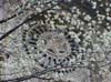star flowers